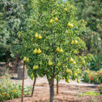 Mini hruška nízkokmenná (Pyrus communis) ´GARDEN PEARL´® - jesenná, výška 60-90 cm, kont. C5L